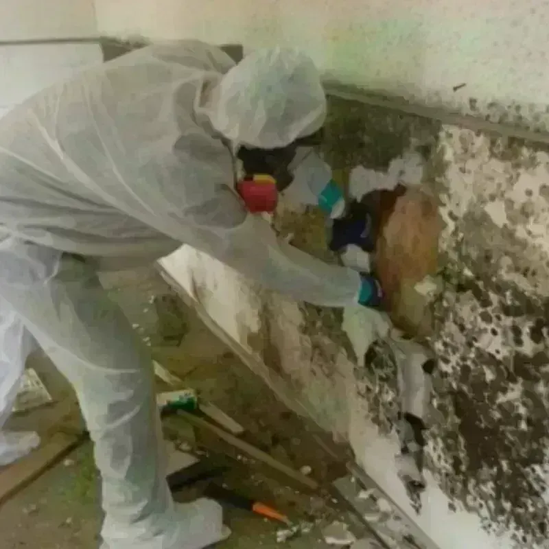 Mold Remediation and Removal in Antlers, OK